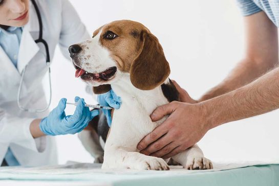 Clínica Veterinaria Santidad médico vacunando perro