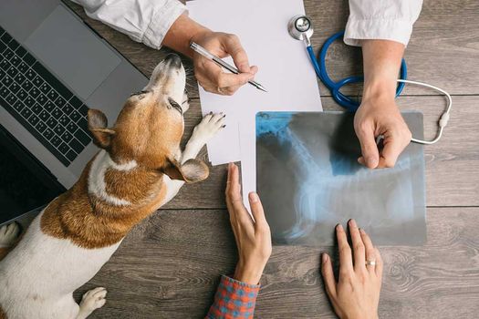 Clínica Veterinaria Santidad radiografía de perro