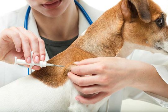 Clínica Veterinaria Santidad vacunación de mascota