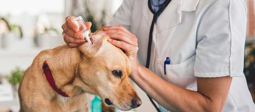 Clínica Veterinaria Santidad especialista aplicando gotas a perro