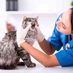 Veterinaria inspeccionando la boca del gato