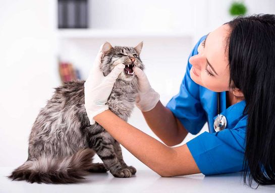 Clínica Veterinaria Santidad especialista con gato