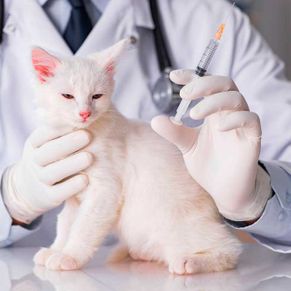 veterinario vacunando a un gato