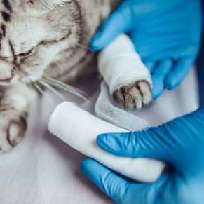 gato en el veterinario